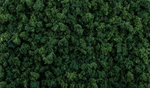 Dark Green Foliage Clumps